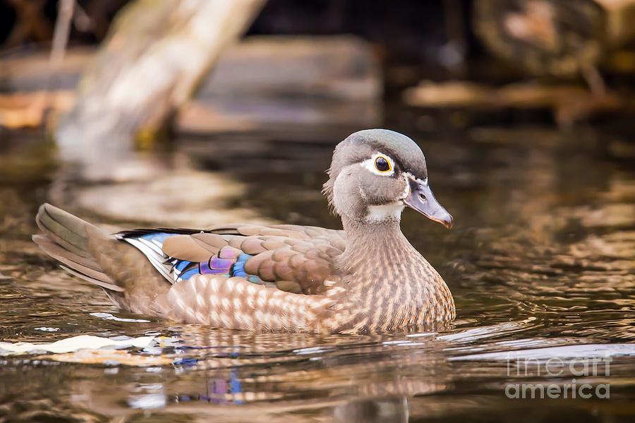 Duck Photograph - Secluded - Wood Duck by Nikki Vig Duck Photograph - Secluded - Wood Duck by Nikki Vig