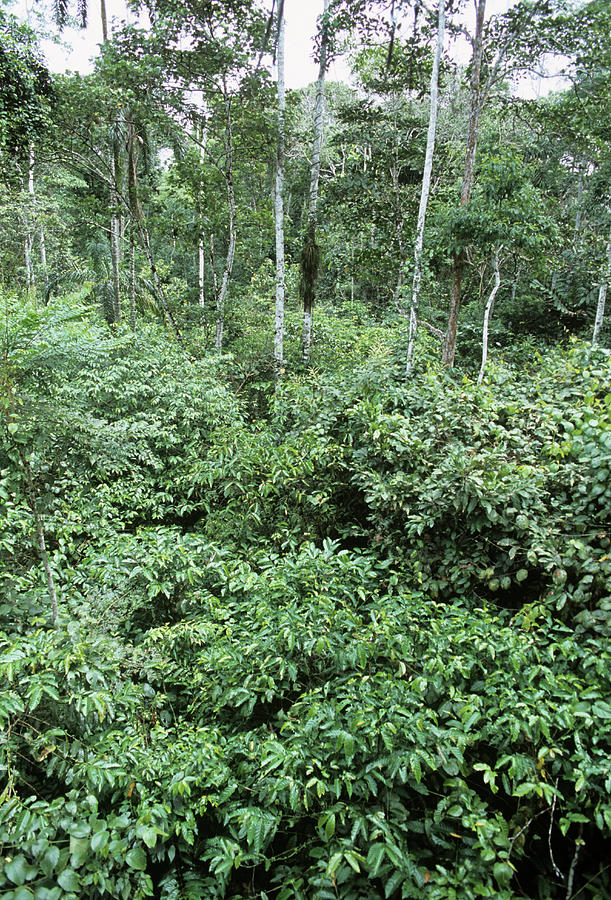 Secondary Rainforest Photograph by Dr Morley Read/science Photo Library