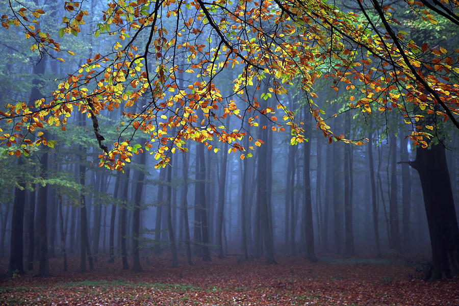 Autumn Photograph - Seconds Before The Light Went Out by Roeselien Raimond Autumn Photograph - Seconds Before The Light Went Out by Roeselien Raimond