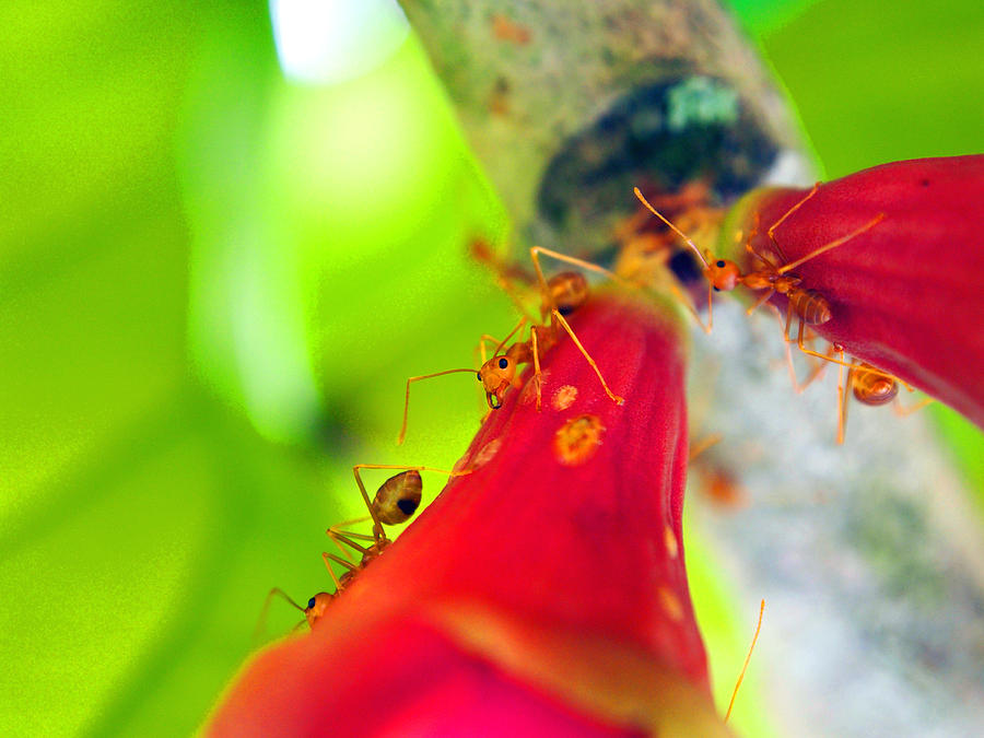 Flower Photograph - Secret Ants Business by Kaleidoscopik Photography