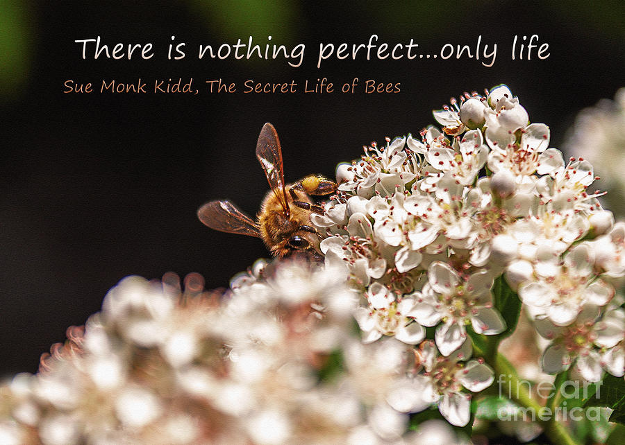 Secret Life of Bees Photograph by Janice Pariza