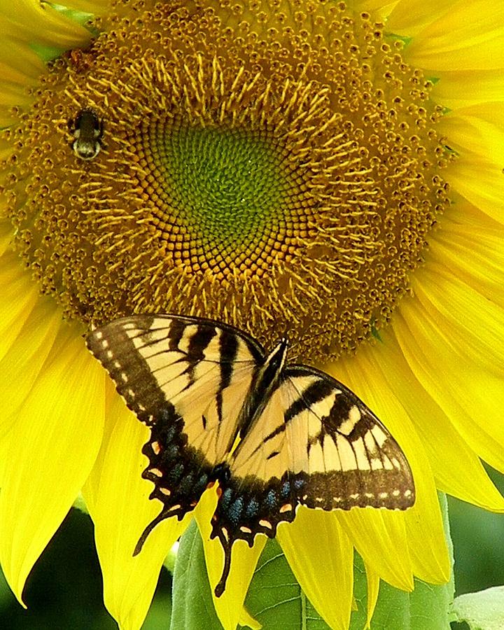 Sunflower Photograph - Secret Lives of Sunflowers by Kim Bemis