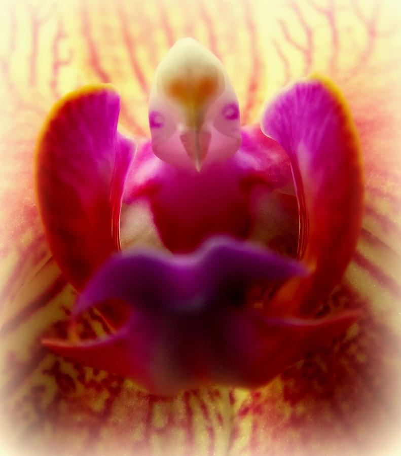 Nature Photograph - SECRET of the ORCHIDS by Karen Wiles