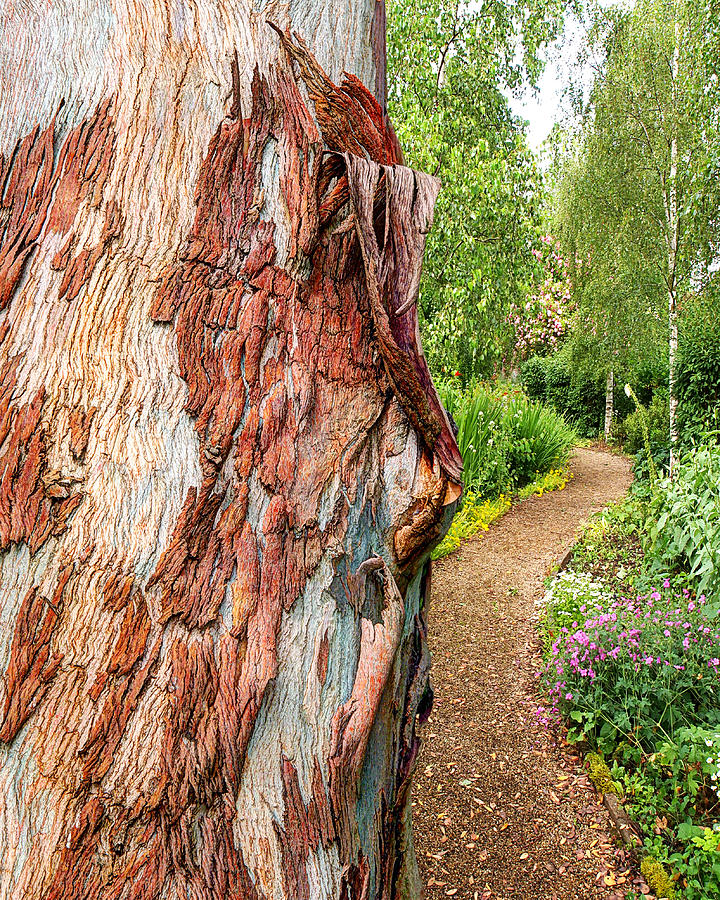 Secret Path Beyond The Magical Tree Photograph by Gill Billington