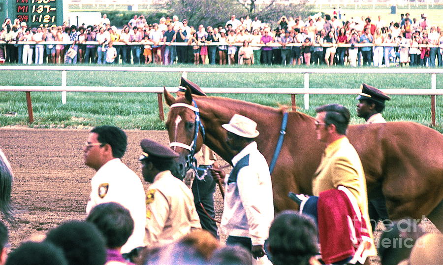 Secretariat Race Horse looking at me before he won a big race at Arlington Race Track in 1973.  Photograph by Robert Birkenes