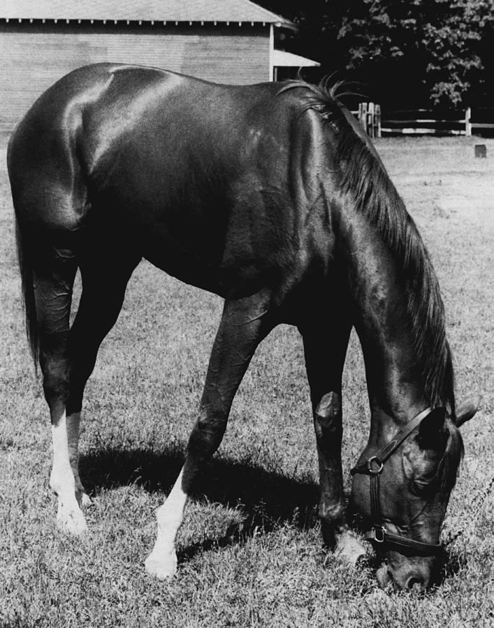 Vintage Photograph - Secretariat Vintage Horse Racing #03 by Retro Images Archive