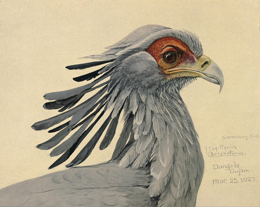 John James Audubon Painting - Secretary Bird by Dreyer Wildlife Print Collections 