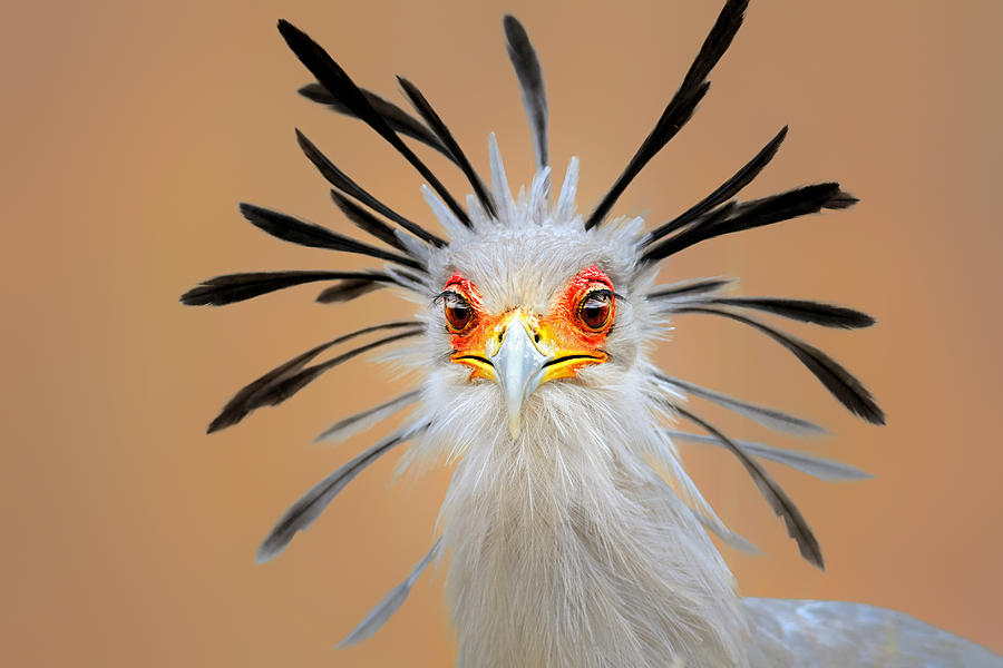 Bird Photograph - Secretary bird portrait close-up head shot by Johan Swanepoel