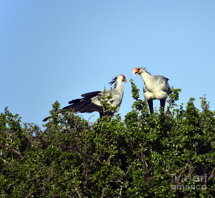 Secretary Birds Discuss Their Nest Building Painting by AnneKarin Glass