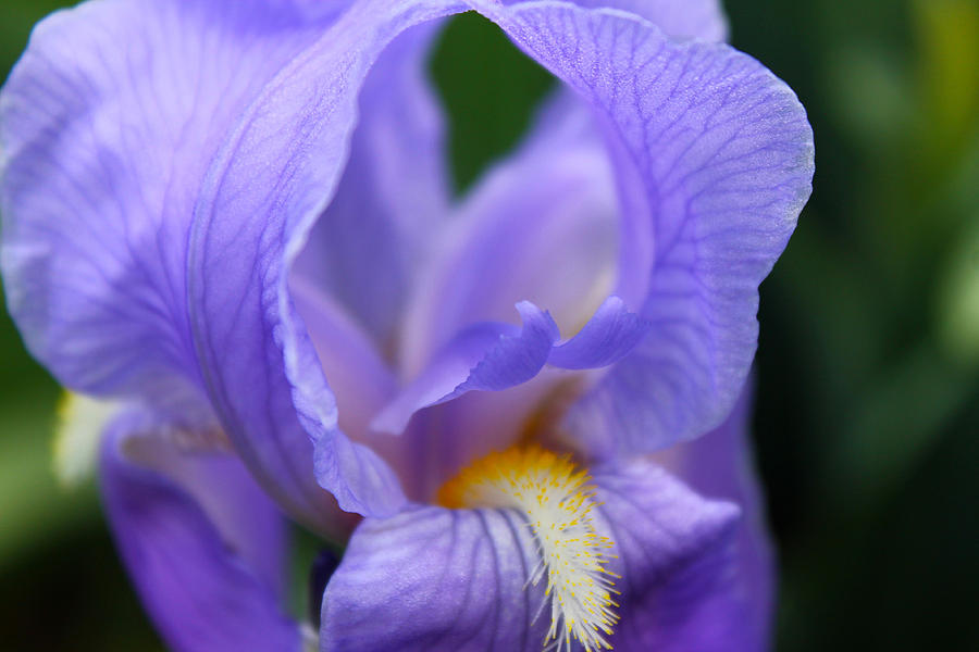 Secrets of the Iris Unfurled Photograph by Saya Studios