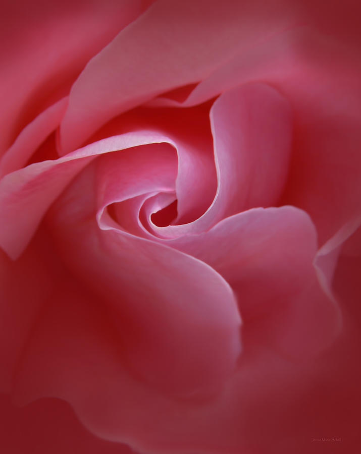 Secrets Pink Rose Abstract Photograph by Jennie Marie Schell