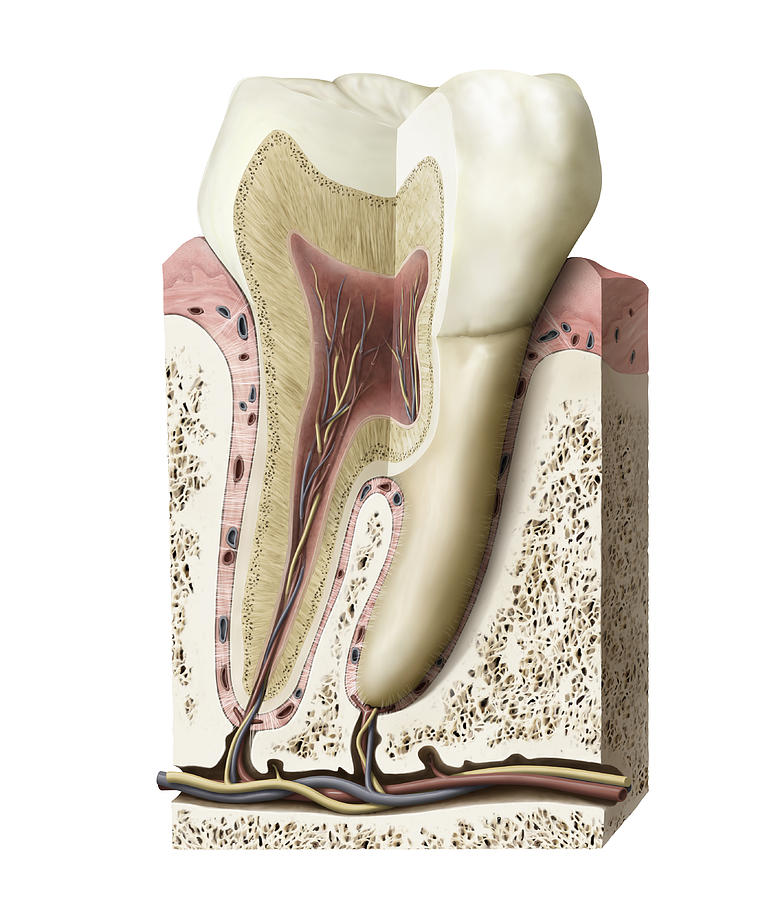 Section Of A Molar, Illustration Photograph by QA International