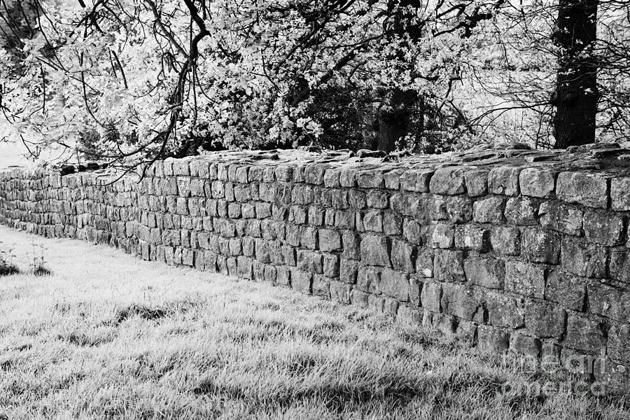 Section Of Hadrians Wall At Low Brunton Northumberland Uk Built By The ...