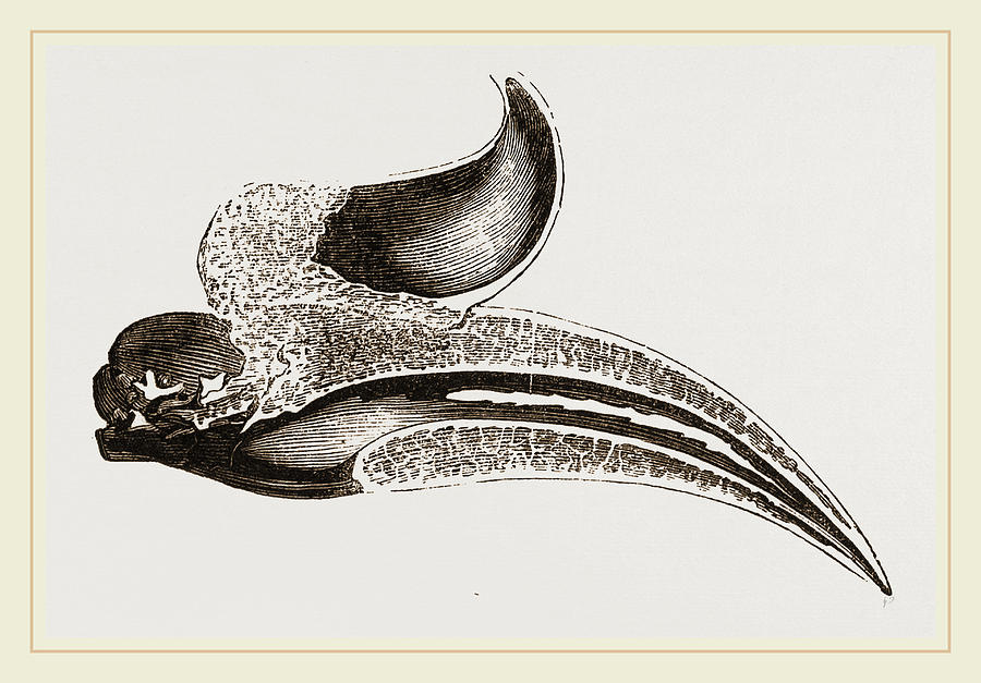 Nature Drawing - Section Of Head Rhinoceros Hornbill by Litz Collection