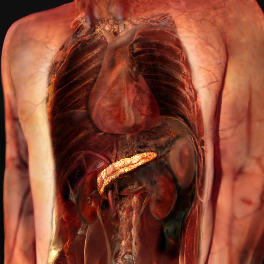 Sectioned Abdomen Showing Pancreas Photograph by Anatomical Travelogue