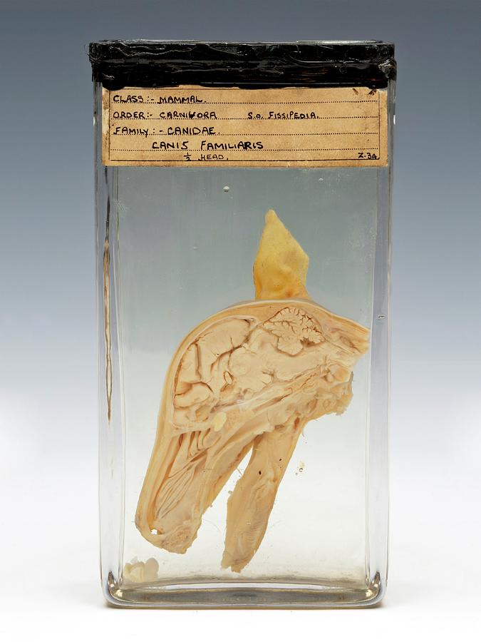 Sectioned Dogs Head Specimen Photograph by Ucl, Grant Museum Of Zoology