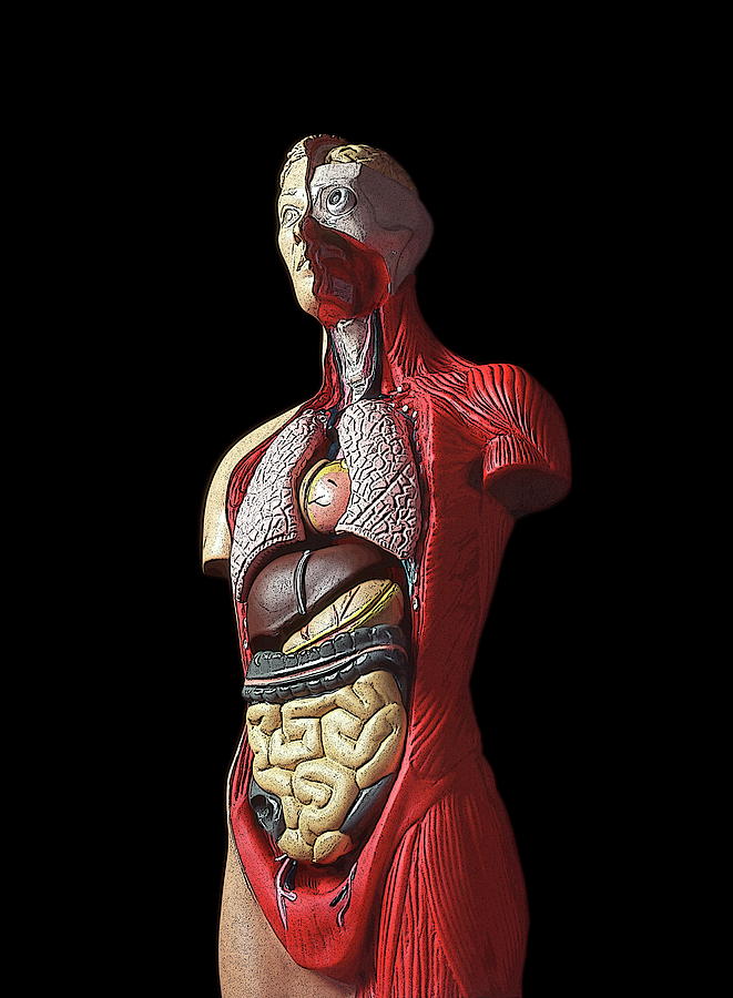 Sectioned Human Body Photograph by Cordelia Molloy/science Photo Library