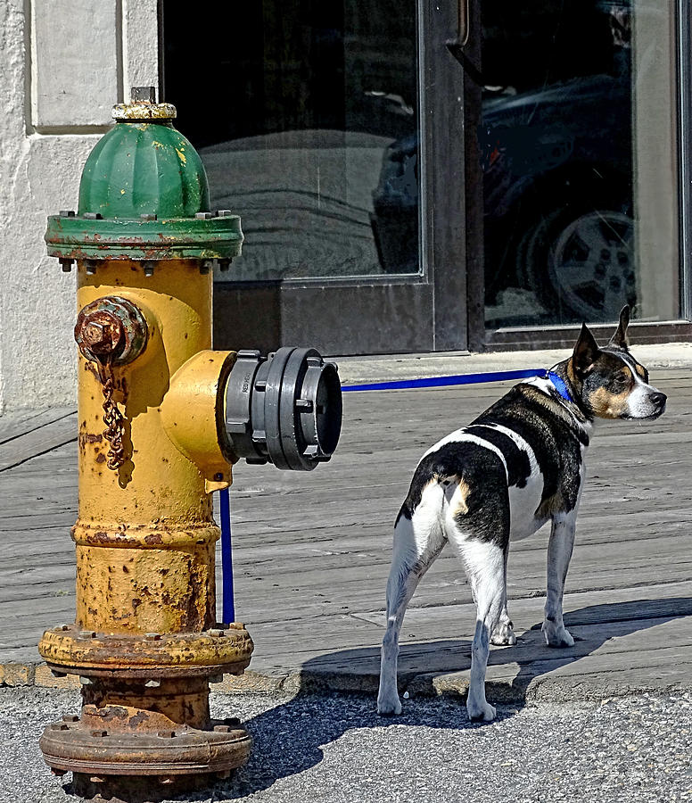 Security of hydrant Photograph by Sergey  Nassyrov
