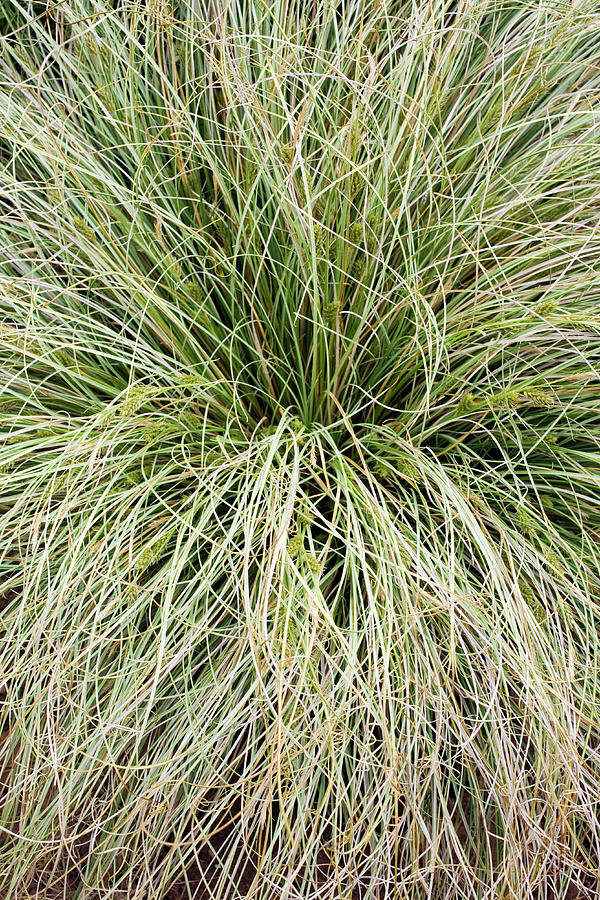 Sedge (carex 'frosted Curls' Photograph by Geoff Kidd/science Photo ...