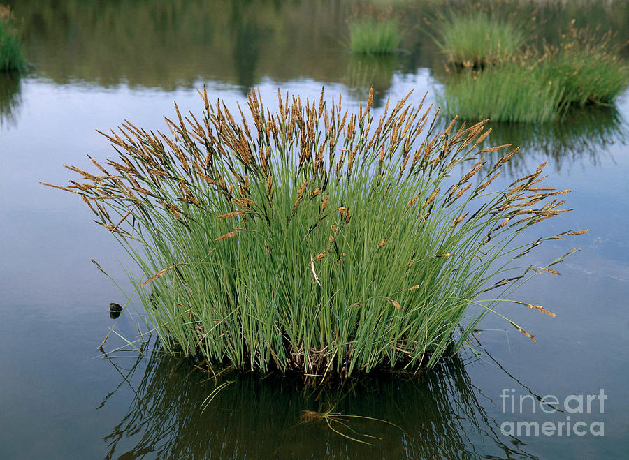 Sedge In Pond Photograph by St. Meyers - Fine Art America