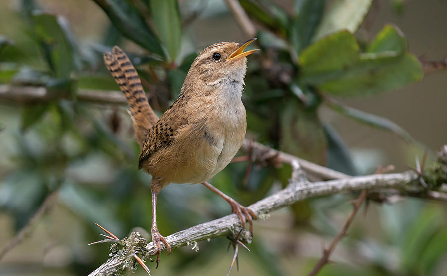 Sedge Wren Photograph by Juan Jose Arango | Fine Art America