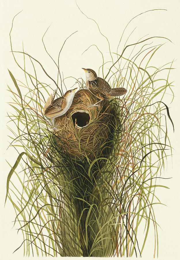 Sedge Wren Photograph by Natural History Museum, London/science Photo Library