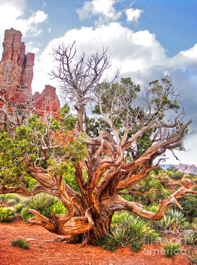 Mountain Photograph - Sedona Arizona Dead Tree - 02 by Gregory Dyer