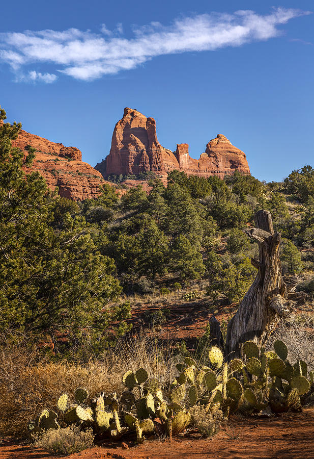 Sedona Cactus and Sandstone Photograph by Mary Jo Allen