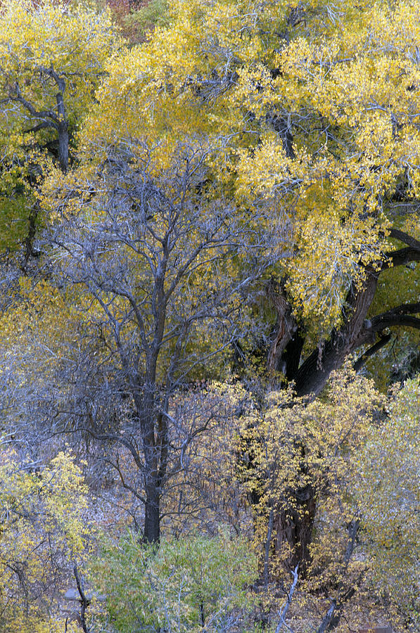 Sedona Fall Color Photograph by Tam Ryan