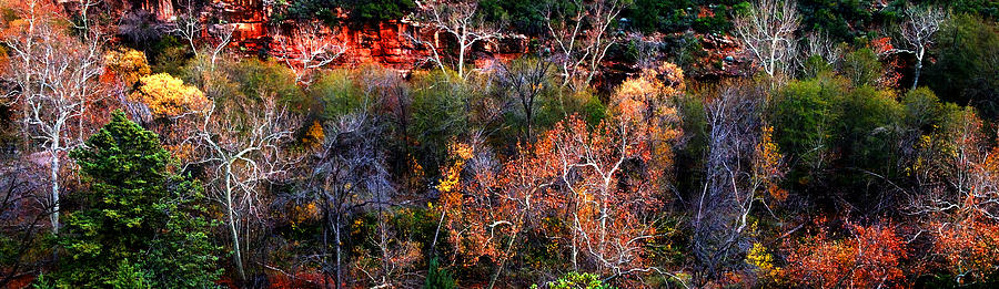 Sedona Fall Photograph by Peter Cutler