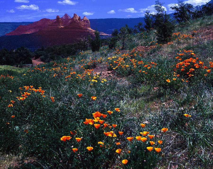 Arizona Photograph - Sedona Poppies 2 by Bob Bradshaw Arizona Photograph - Sedona Poppies 2 by Bob Bradshaw