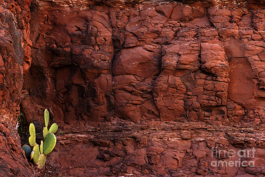 Nature Photograph - Sedona Rocks And Nopal by Lawrence Costales