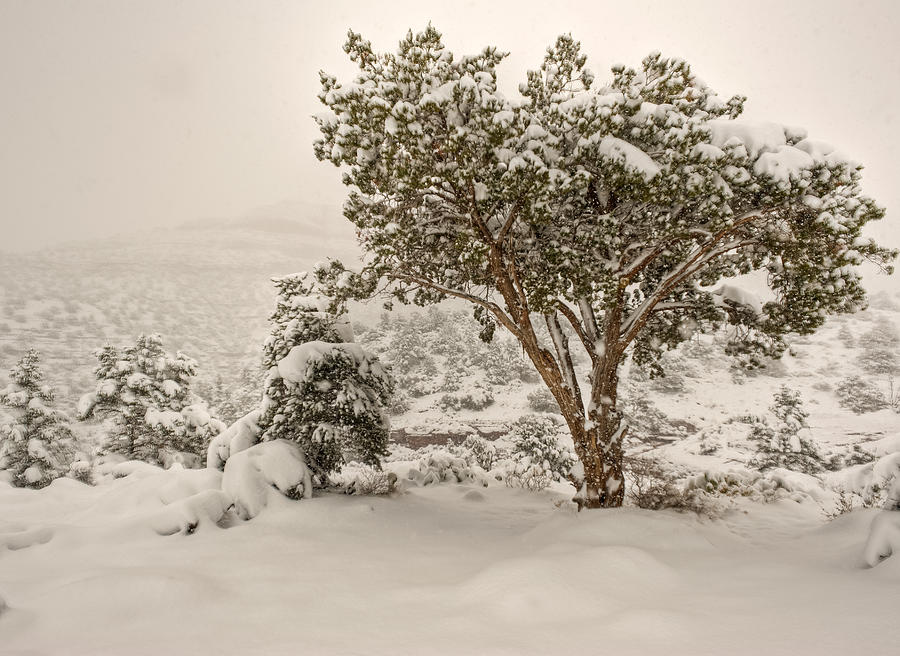 Sedona Snow Photograph by Merilee Phillips