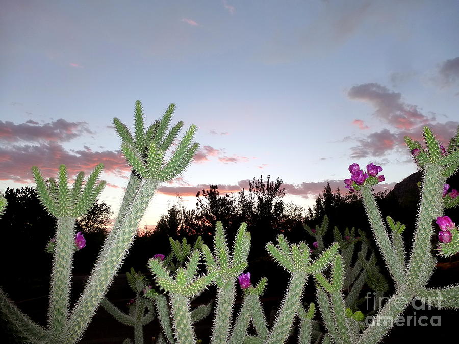 Sedona Sunset Cactus Photograph by Mars Besso