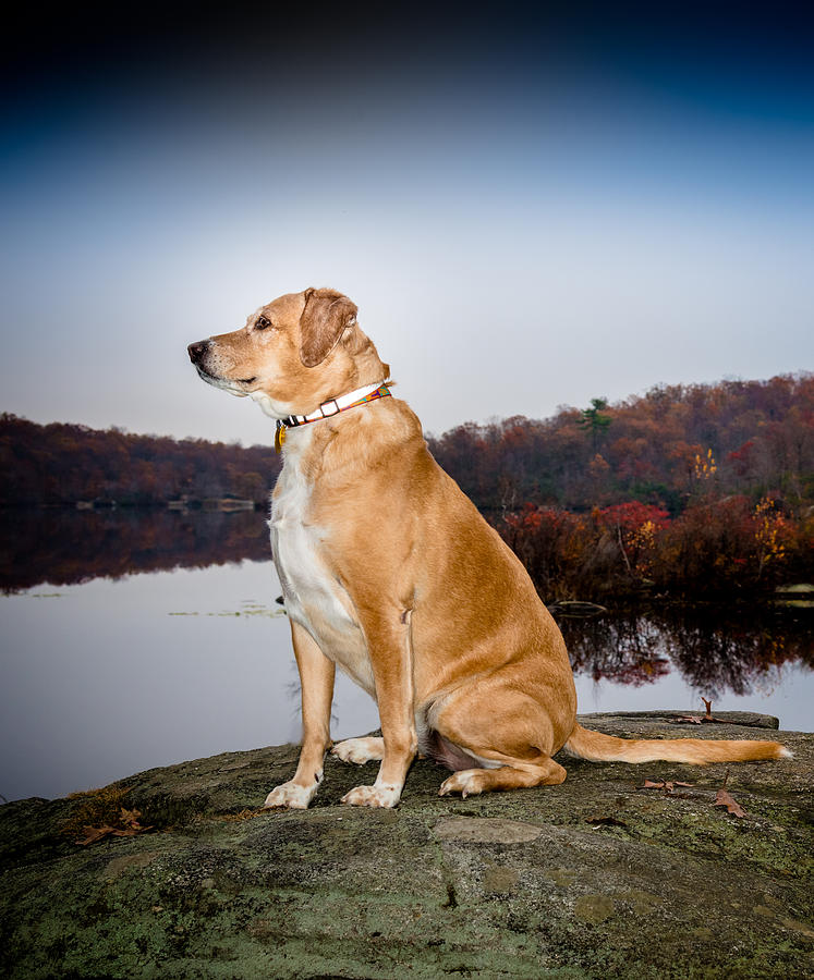 Sedona - Wonder Dog Photograph by Jim DeLillo