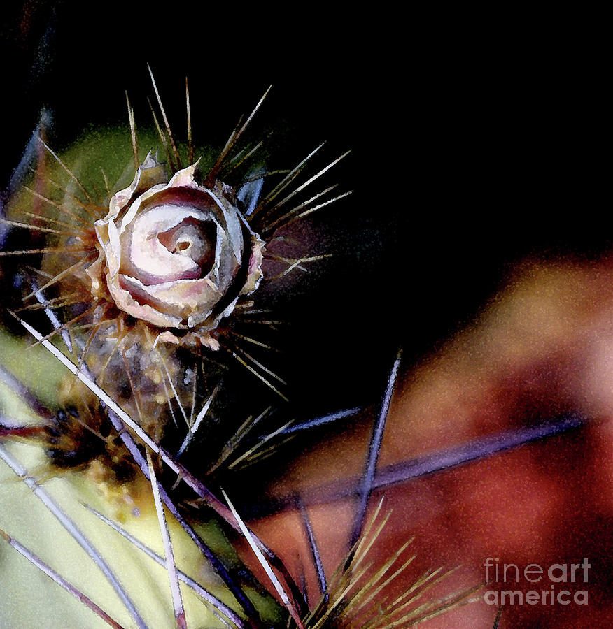 Sedonas Desert Rose Photograph by Linda Shafer