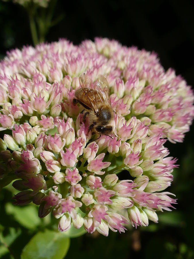 Sedum Bee Photograph by Nicki Bennett - Pixels