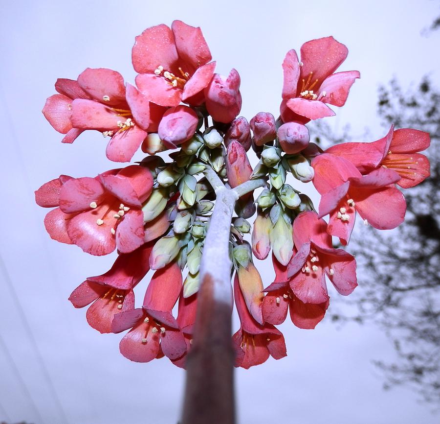 Blooming Red Sedum Rings Photograph by Belinda Lee