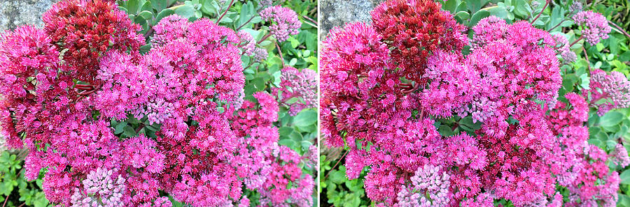 Sedums in Stereo 2 Photograph by Duane McCullough
