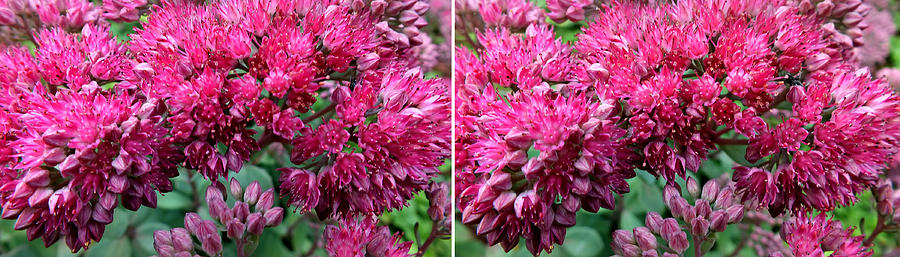 Sedums in Stereo Photograph by Duane McCullough