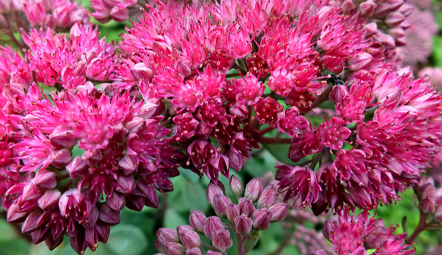 Sedums in the Pink Photograph by Duane McCullough
