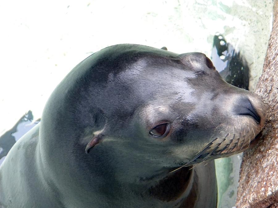 Mammal Photograph - See Me Seal by Amanda Eberly
