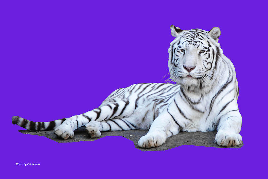 White Tiger Photograph - See My Heart by DiDi Higginbotham White Tiger Photograph - See My Heart by DiDi Higginbotham