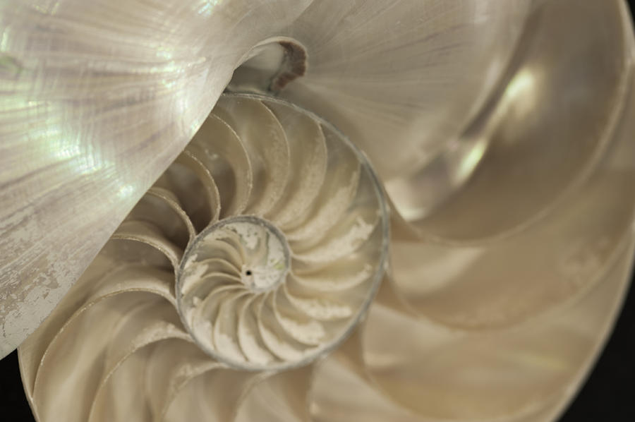 See Shell Photograph by Roni Chastain