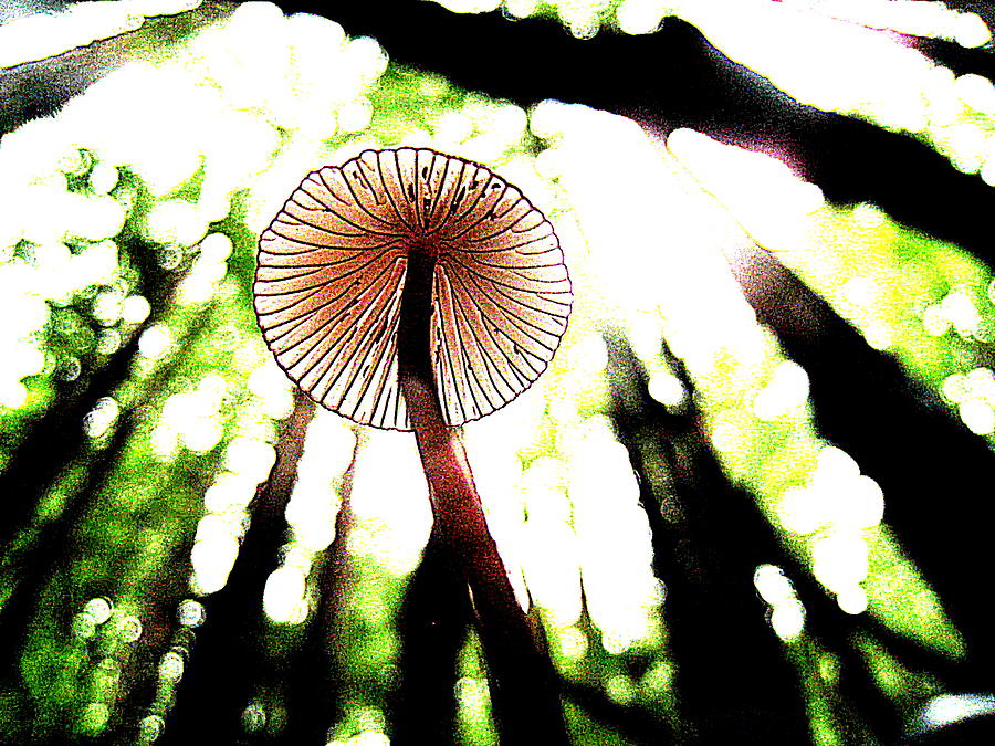 See Through Mushroom In The Redwoods Photograph by John King I I I