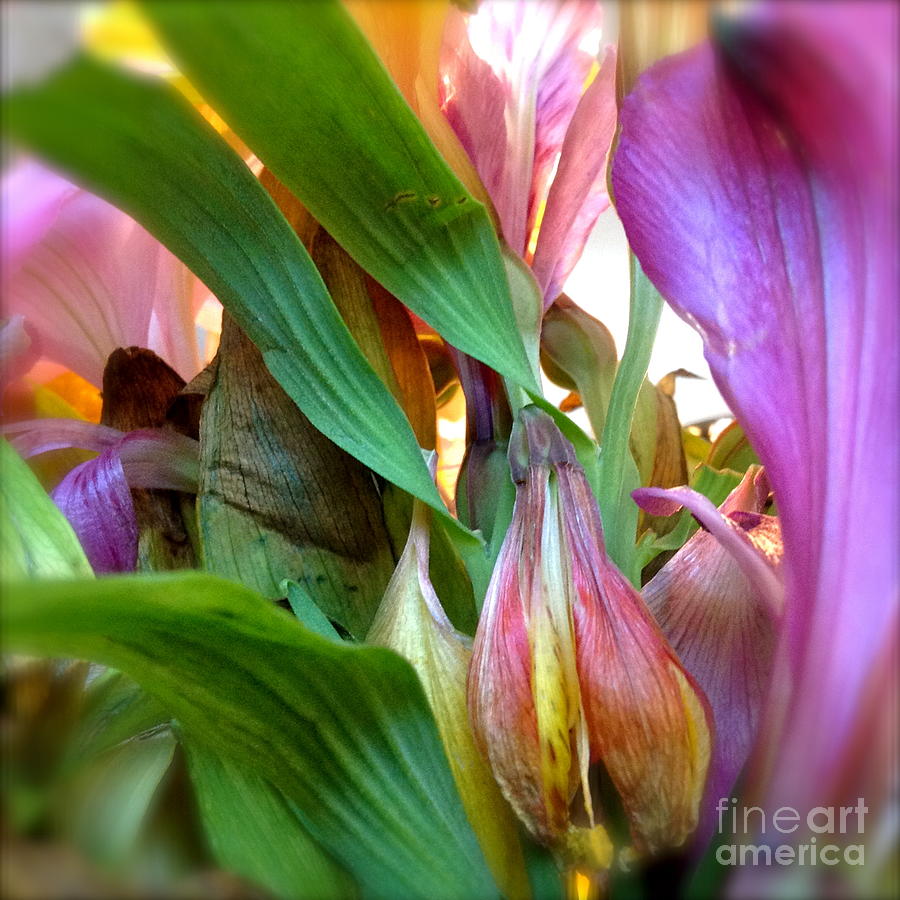 See Thru Flowers Photograph by Susan Townsend
