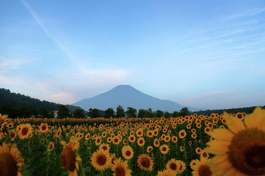 See You Next Summer  - Sunflower Photograph by Jun Okada
