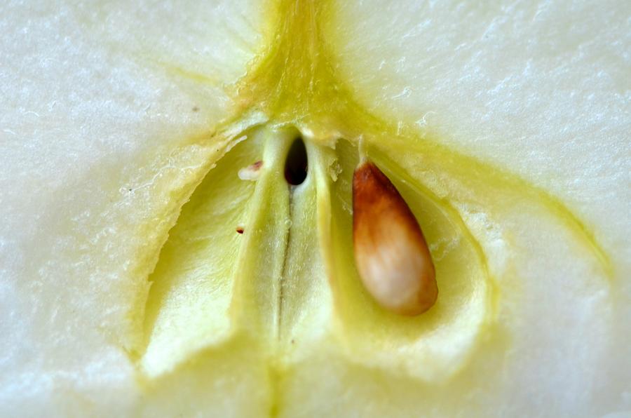 Apple Photograph - Seed by Catherine Murton