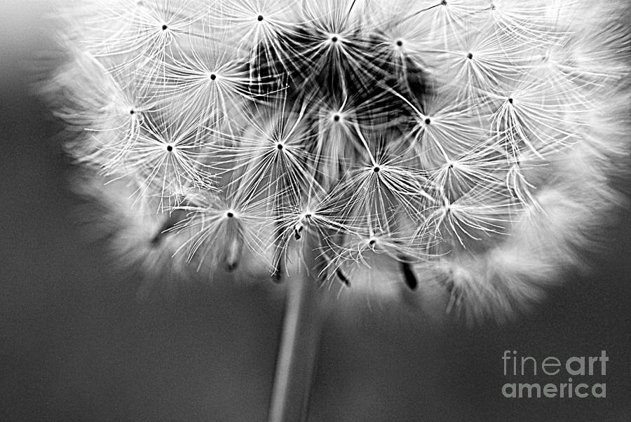 Black And White Photograph - Seed by Christy Phillips