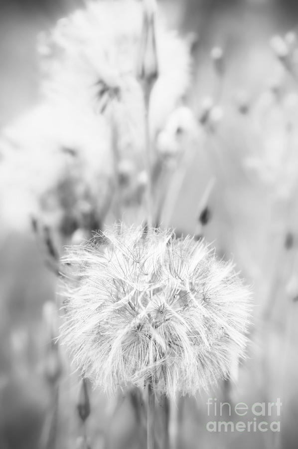 Seed Head 1 Photograph by Jack Torcello